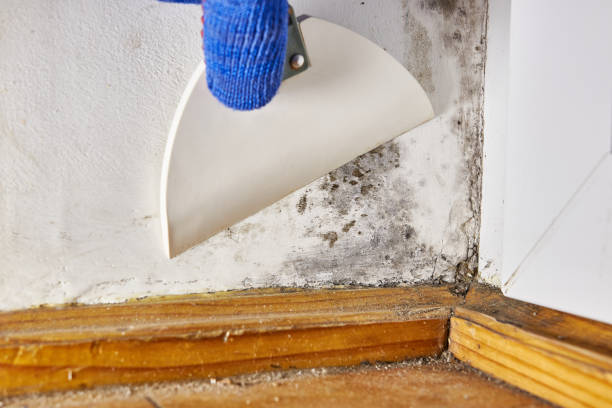 Forensic Mold Investigation in Delcambre, LA